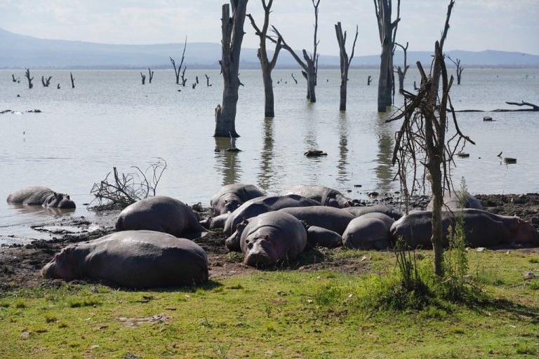 53150178805_16b5fcbdd1_b