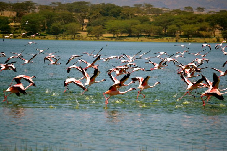 Lake-Elementaita-Kenya