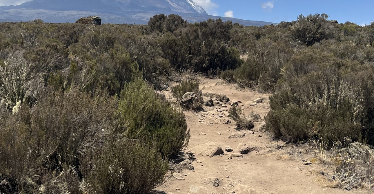 Kilimanjaro Day Hike (Lemosho & Marangu Routes).